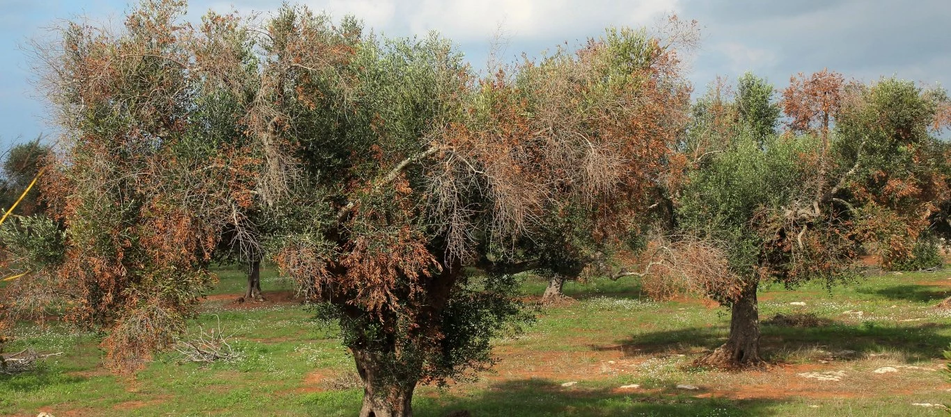 Επικίνδυνο βακτήριο από την Ισπανία ξεραίνει τις ελιές -Οδηγίες προς καλλιεργητές